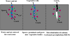 Microbiologically induced calcite precipitation