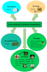 JFB |-Text | Green Synthesis of Platinum Nanoparticles ...