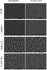 JFB |-Text | Influence of PHA Substrate Surface ...