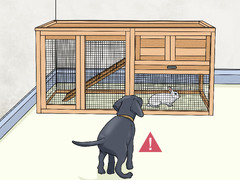 Rabbit Hutch