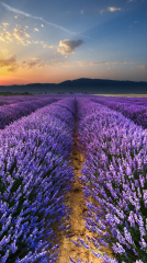 lavender, field, flowers, horizon ...