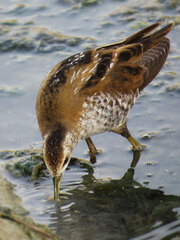 Little crake