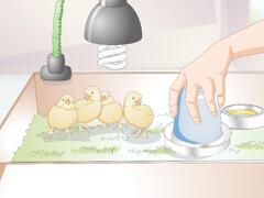 4 Cara untuk Membiakan Ayam - wikiHow