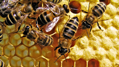 Honey Bees and Native Bees – What's the Difference?