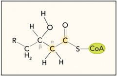 What is the beta oxidation of fatty acid? What are its steps with ...