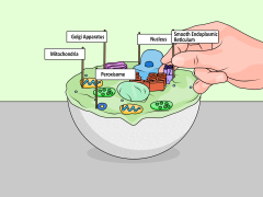 4 Ways to Make a Model Cell - wikiHow