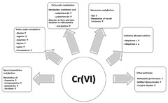 Metabolites |-Text | HBM4EU Chromates Study: Urinary ...