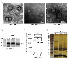 Microorganisms |-Text | Yersinia enterocolitica-Derived ...