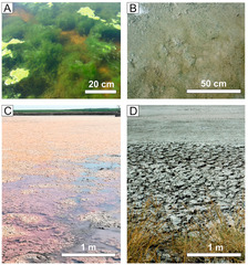 Minerals |-Text | Isotopic Signatures of Microbial Mg ...