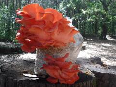 5 Reasons to Grow Mushrooms in Your Garden & Farm - Carolina Farm ...