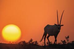 Gemsbok (Arabian oryx)