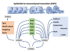 ncRNA |-Text | Functional Role of Non-Coding RNAs during ...