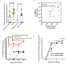 Enterococci enhance Clostridioides difficile pathogenesis ...