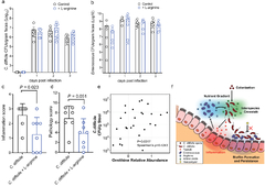 Enterococci enhance Clostridioides difficile pathogenesis ...