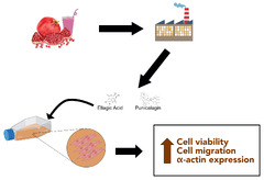 Nutrients |-Text | Effect of Punicalagin and Ellagic ...