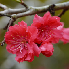 Plum blossom