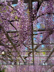 Ashikaga Flower Park (Fuji Matsuri)