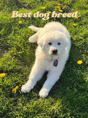 Great Pyrenees