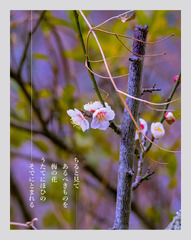 Plum blossom