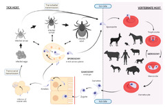 Pathogens |-Text | Experimental Infection of Ticks: An ...