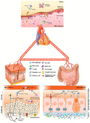 Pathogens |-Text | Staphylococcus&nbsp;aureus Infections ...