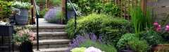 Patio Plants: Container Gardening With Perennials