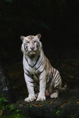 White Bengal Tiger Photos, The BEST White Bengal ...