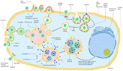 Pharmaceutics |-Text | Chitosan Nanoparticles at the ...