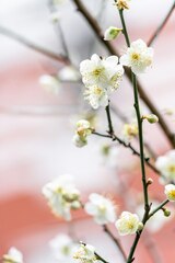 Plum blossom