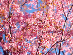 Pink Cherry Blossom Tree