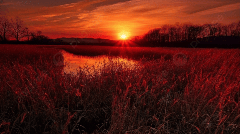 Sunset Over Red Grass Background, Autumn Reed Field Sunset,...
