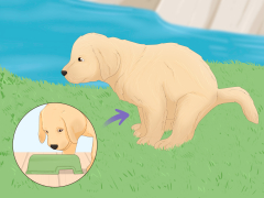 How to Potty Train a Puppy: 15 Steps (with ) - wikiHow