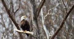 Ohio's trying to spot all the bald eagle nests in the state: How ...