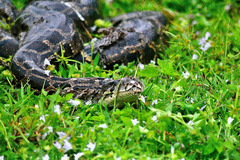 Central African rock python