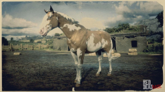 Overo American Paint Horse | RDR2 & Online Horse Stats & Locations