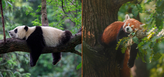 Are Red Pandas Related to Giant Pandas?