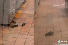 Viral video captures rat infestation in Texas restaurant