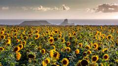 Sunflower farms UK: The 5 prettiest | CN Traveller