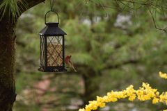 Birding 101: Backyard Birding - The BC Bird Trail