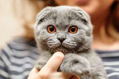 Scottish Fold (Highland Fold) Cats: Breed Info & Traits