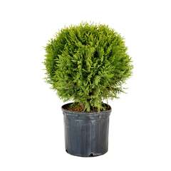 Container, Arborvitae, Danica, 3G –dom Tree Farms