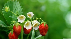 Sweet Red Strawberry (Strawberry Plant )