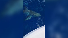 Great white shark spotted off the coast of Sarasota