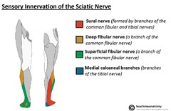 The Sciatic Nerve - Course - Motor - Sensory - TeachMeAnatomy