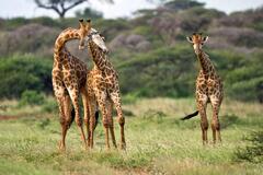 Where to go on safari in Africa: Our tips for Tanzania, Kenya ...