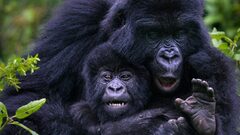 A complete guide to gorilla trekking in Uganda | Uganda Safaris