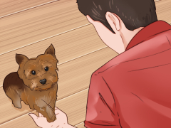 Cara Melatih Anjing Yorkie (dengan Gambar) - wikiHow