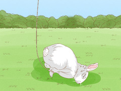 How to Trap a Rabbit: 3 Easy-to-Use Trapping Methods