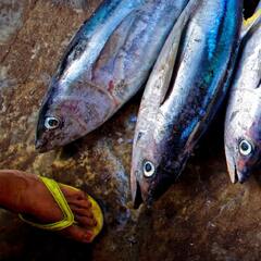 How to Clean a Fish Before Cooking Properly