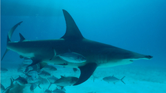 Great hammerhead (Scalloped hammerhead)